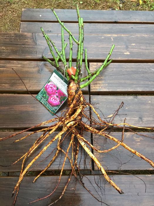 バラの裸苗が届いたら？植え付けとやること！