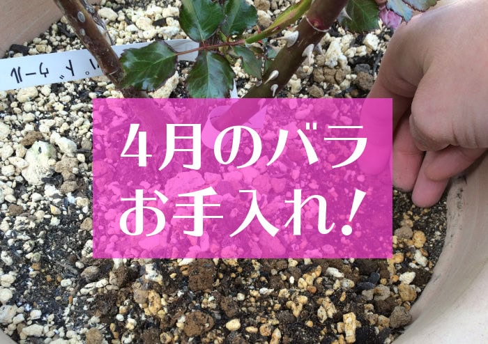 バラの育て方！4月のお手入れはこれ！