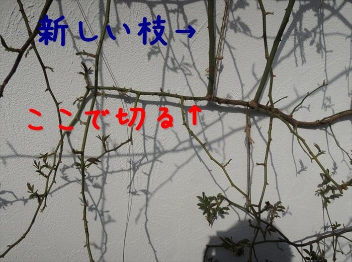 つるバラの2回目の剪定は？どこを切れば良いの？
