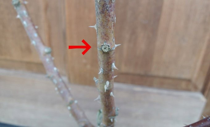 バラの剪定！良い芽がない時はどこで切る？