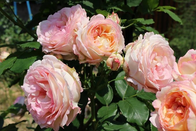 ペッシュボンボンの開花！香りや花もちはどうなの？