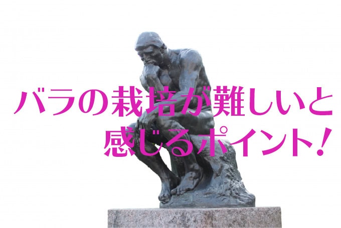 バラ栽培が難しいと感じる理由！まとめました！