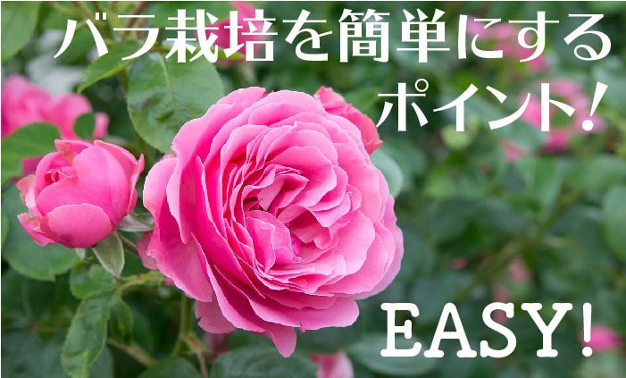 バラ栽培！簡単にするポイントを5つ！