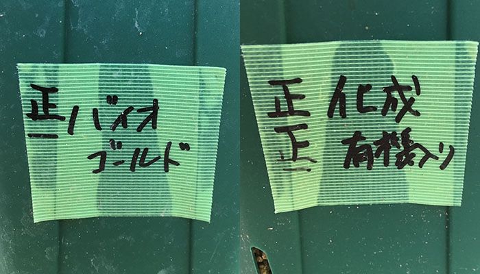 バラの肥料対決第二弾！その3：アクシデントあり！