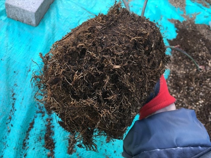 バラの肥料対決第二弾！その4：根っこ確認