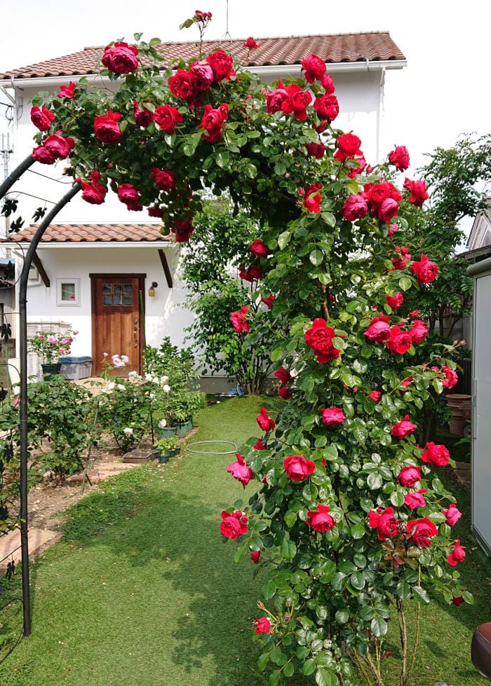 つるバラのフロレンティーナが開花♪香りと花もちは？