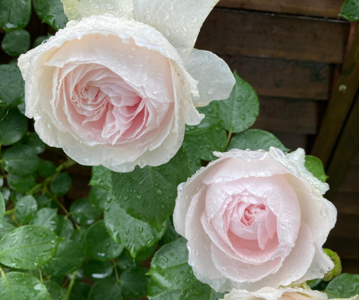 つるバラのクリスティアーナが開花♪香りと花もちは？