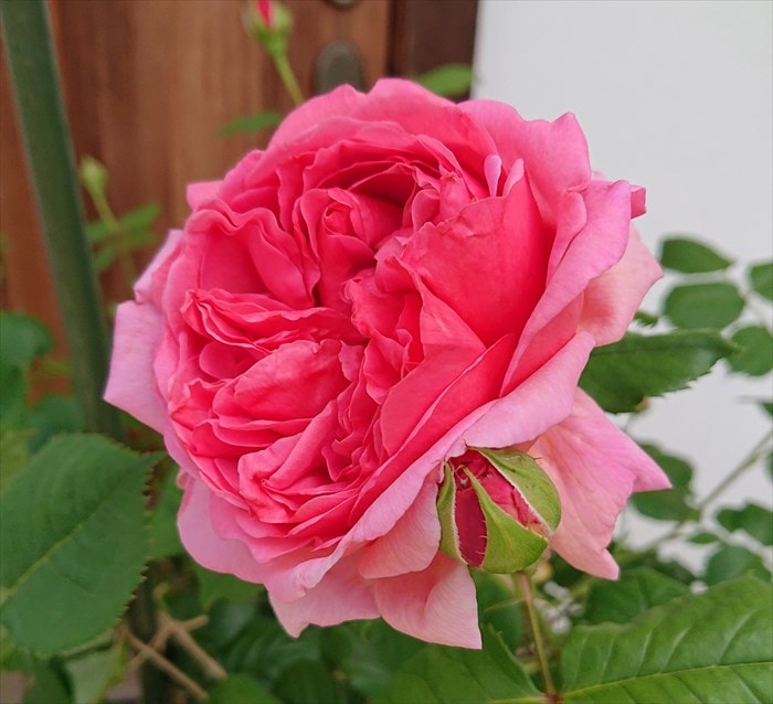 プリンセス・アレキサンドラ・オブ・ケントが開花！特徴は？花持ちは？