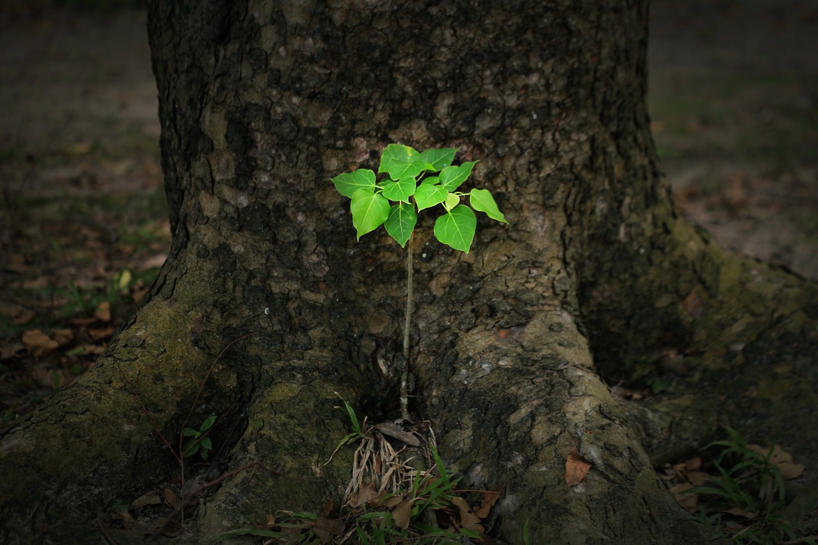 Remediation and Reclamation