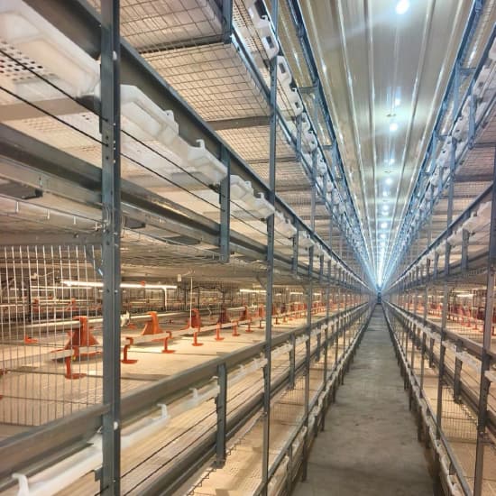 Jaulas automáticas de broiler con suelo extraíble