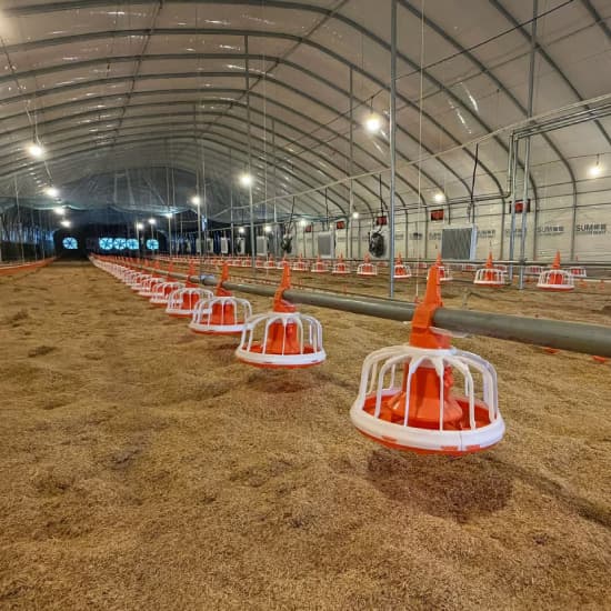 Equipamiento y diseño de galpones para la crianza de broilers en piso