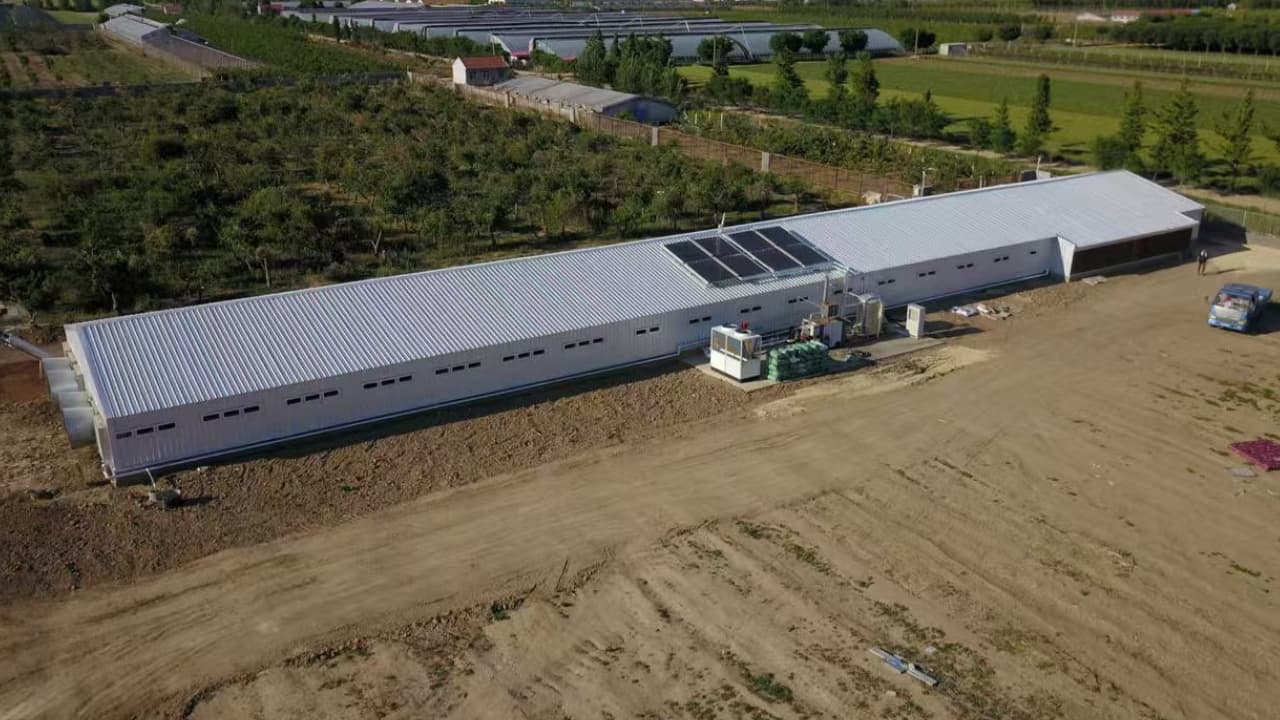 Instalaciones de Galpones Avícolas Modernos