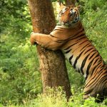 Top 5 National Parks of Rajasthan