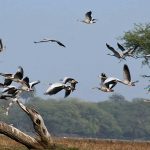 200 हिम तेंदुओं का निवास स्थल है हेमिस नेशनल पार्क