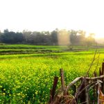 पंचकूला में स्थित है एशिया का सबसे बड़ा कैक्टस गार्डन