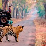 नीलगिरी तहर का आशियाना है तो एराविकुलम नेशनल पार्क