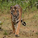 नीलगिरी तहर का आशियाना है तो एराविकुलम नेशनल पार्क