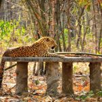 Papikonda National Park-संकटग्रस्त और लुप्तप्राय जीवों का घर है पापीकोंडा नेशनल पार्क