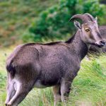 पश्चिम चंपारण जिले में स्थित है बिहार का एकमात्र राष्ट्रीय उद्यान