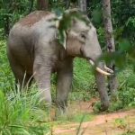 National Tourism Day 2026: पर्यटन दिवस क्या है, कब मनाया जाता है, क्यों मनाया जाता है? जानिए सब कुछ