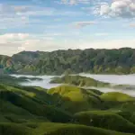 ऐसे पेड़ जिनसे जुड़ी हैं Haunted कहानियाँ