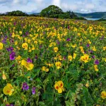 Agatti Island: Beaches, Travel Guide & Things to Do
