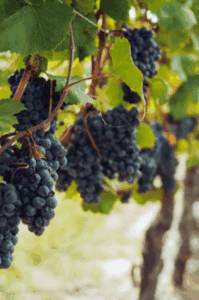 UNIQUE B30 Healthbooster 1L - Image 3