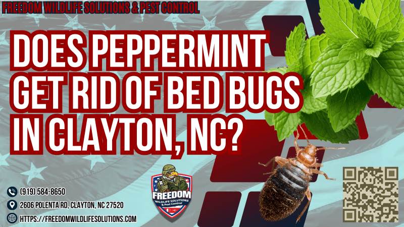 Does Peppermint Get Rid Of Bed Bugs in Clayton, NC