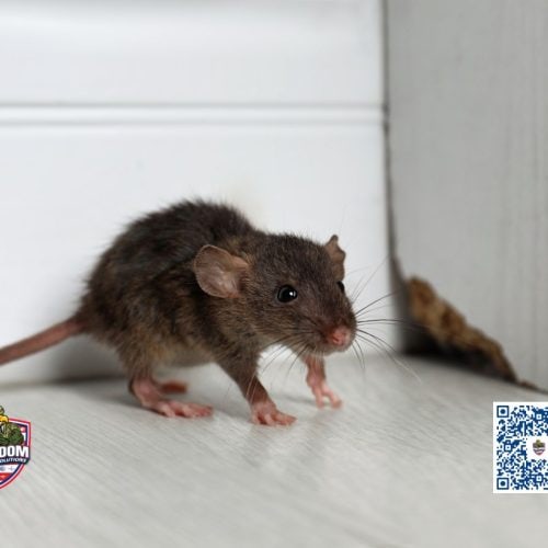 Rat Control