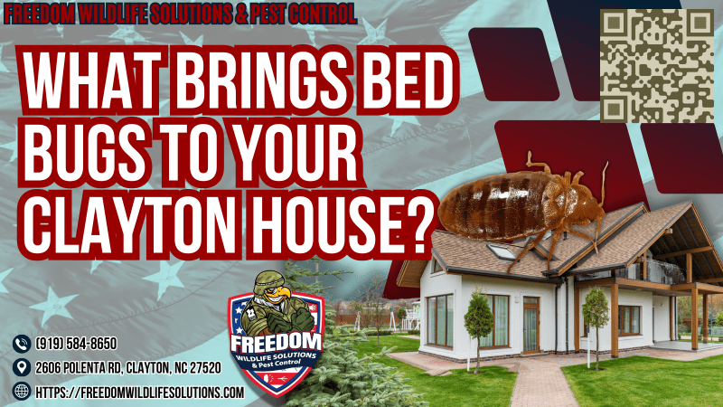 What Brings Bed Bugs To Your Clayton House.