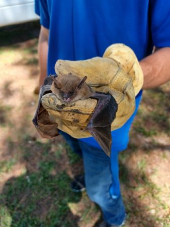 Freedom Wildlife Solutions technician safely holding a bat during a removal in central North Carolina.