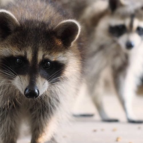 Wildlife Removal