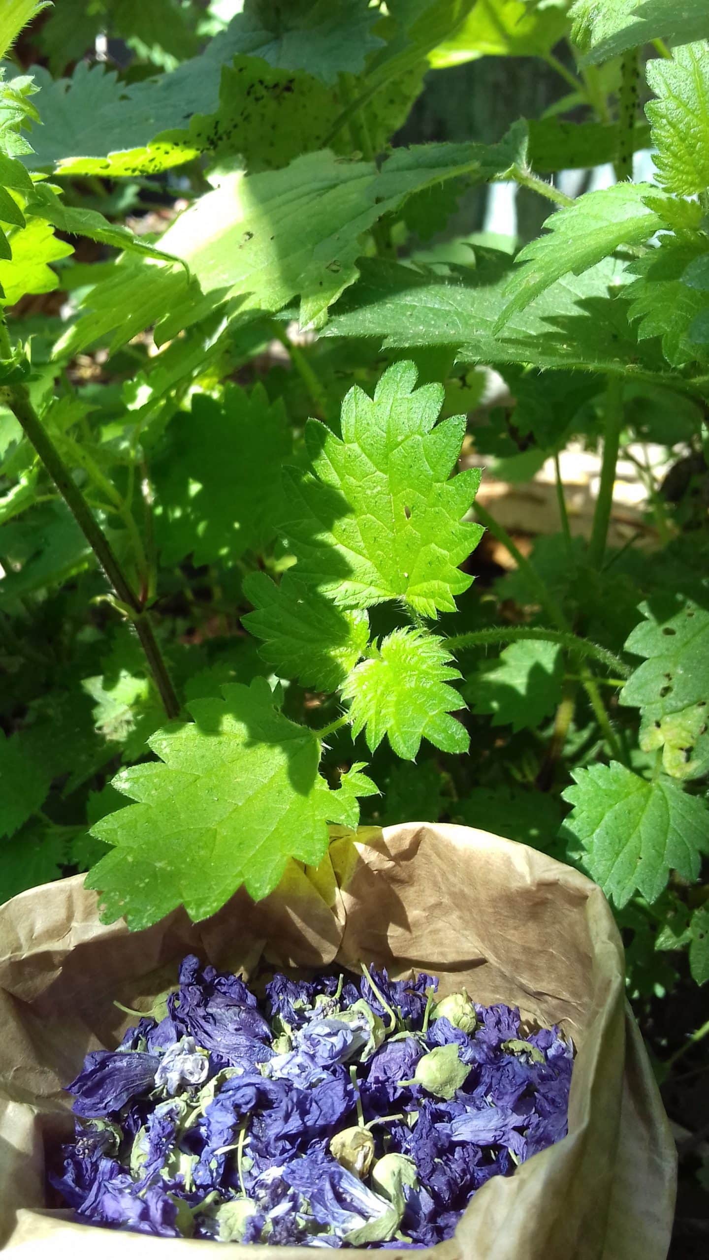 Atelier de naturopathie et herboristerie à Mouans-Sartoux (06)