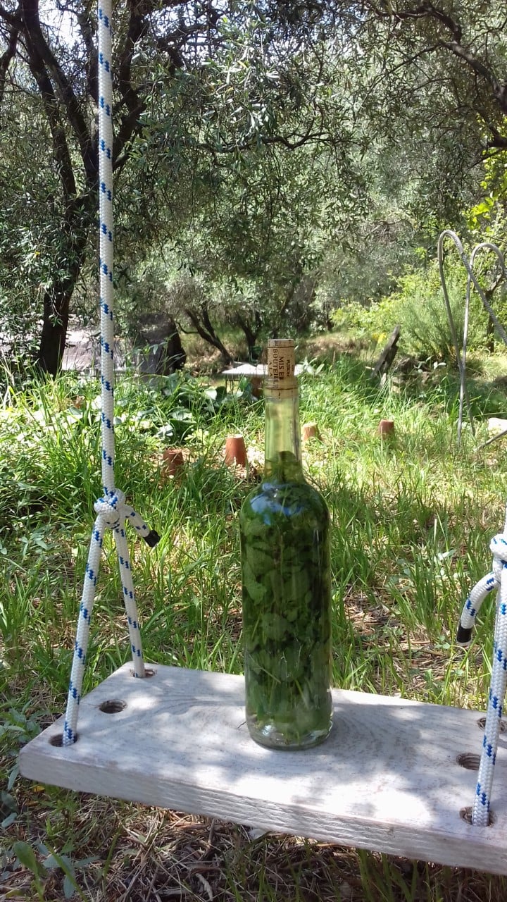 vin de plantes - alcoolature - herboristerie - herborisation