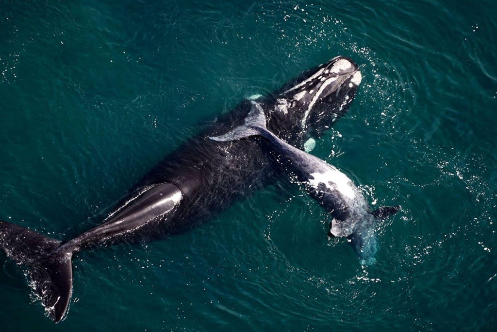 Una ballena, un viaje extraordinario y ciencia patagónica que cruza fronteras