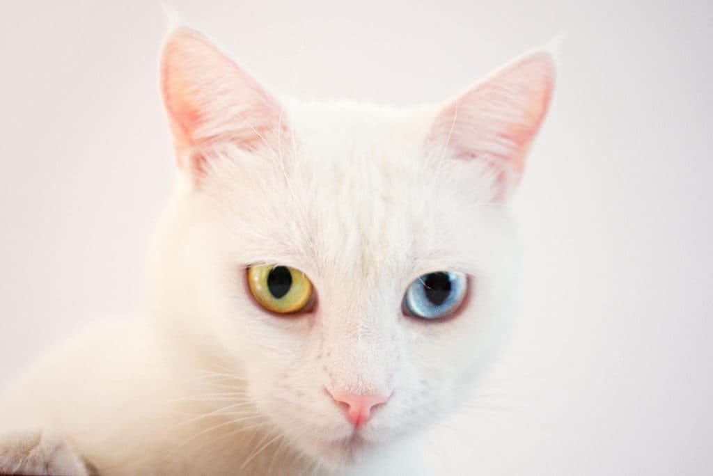 A cat with different coloured eyes