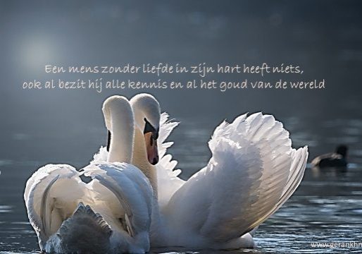 Onvoorwaardelijke liefde Onvoorwaardelijke Liefde zoals zwanen ons laten zien