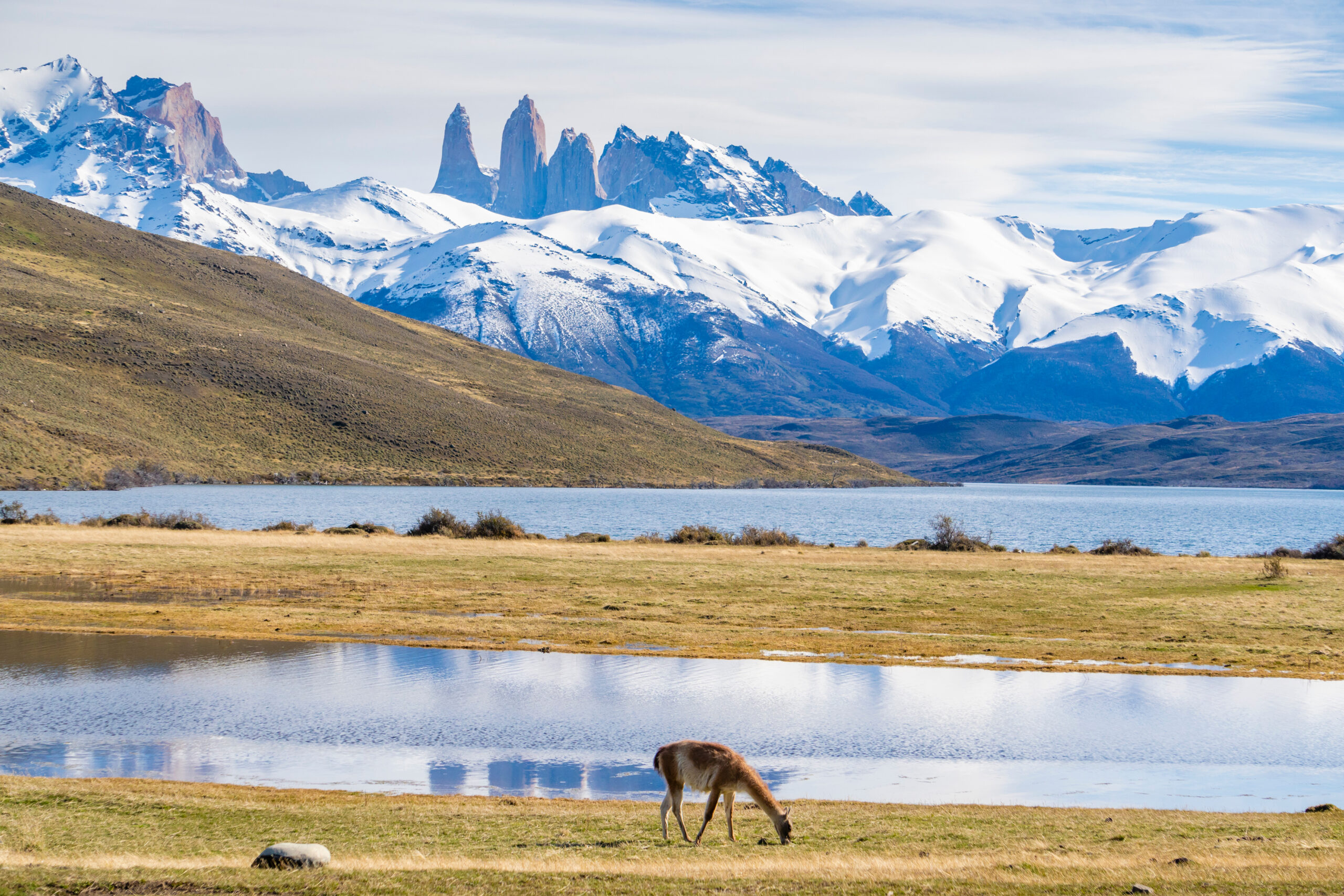 Guanacos wildlife in Torres del Paine National Park Chilean Patagonia showing a herd of guanaco Lama guanicoe grazing on the Patagonian steppe with the Paine Massif and granite Torres visible in the background the iconic wildlife species of Chilean and Argentine Patagonia related to llamas vicu&ntilde;as and alpacas in the camelid family with approximately 3,500 individuals in the park concentrated in the eastern and southern steppe sectors particularly around Laguna Amarga Lago Sarmiento and the Sarmiento sector of the park where the open grassland habitat supports their browsing diet of grasses and shrubs the most easily observed large mammal species in Torres del Paine and a major reason for the park healthy puma population as guanacos are the principal prey species