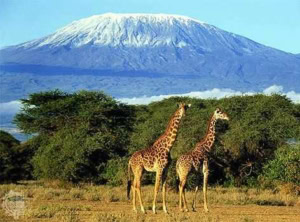 Visit Africa
