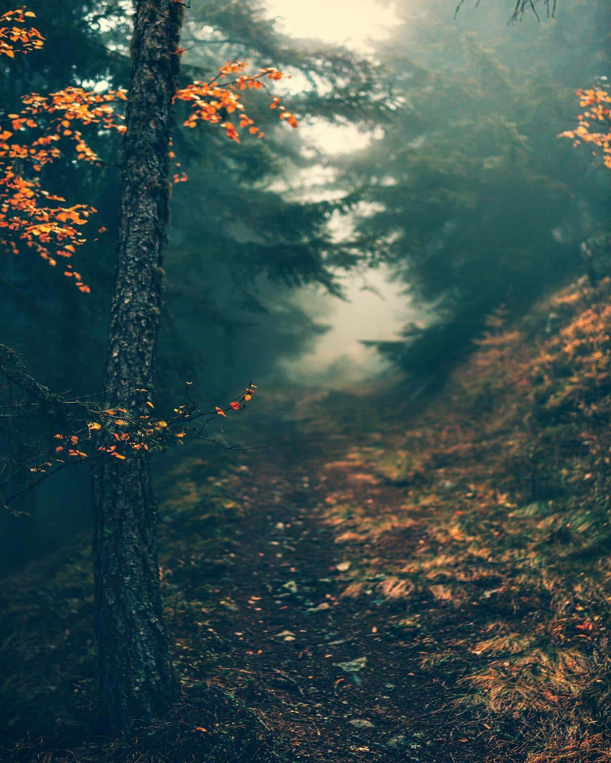 Vitosha Mountain Sofia Bulgaria hiking day trip budget travel