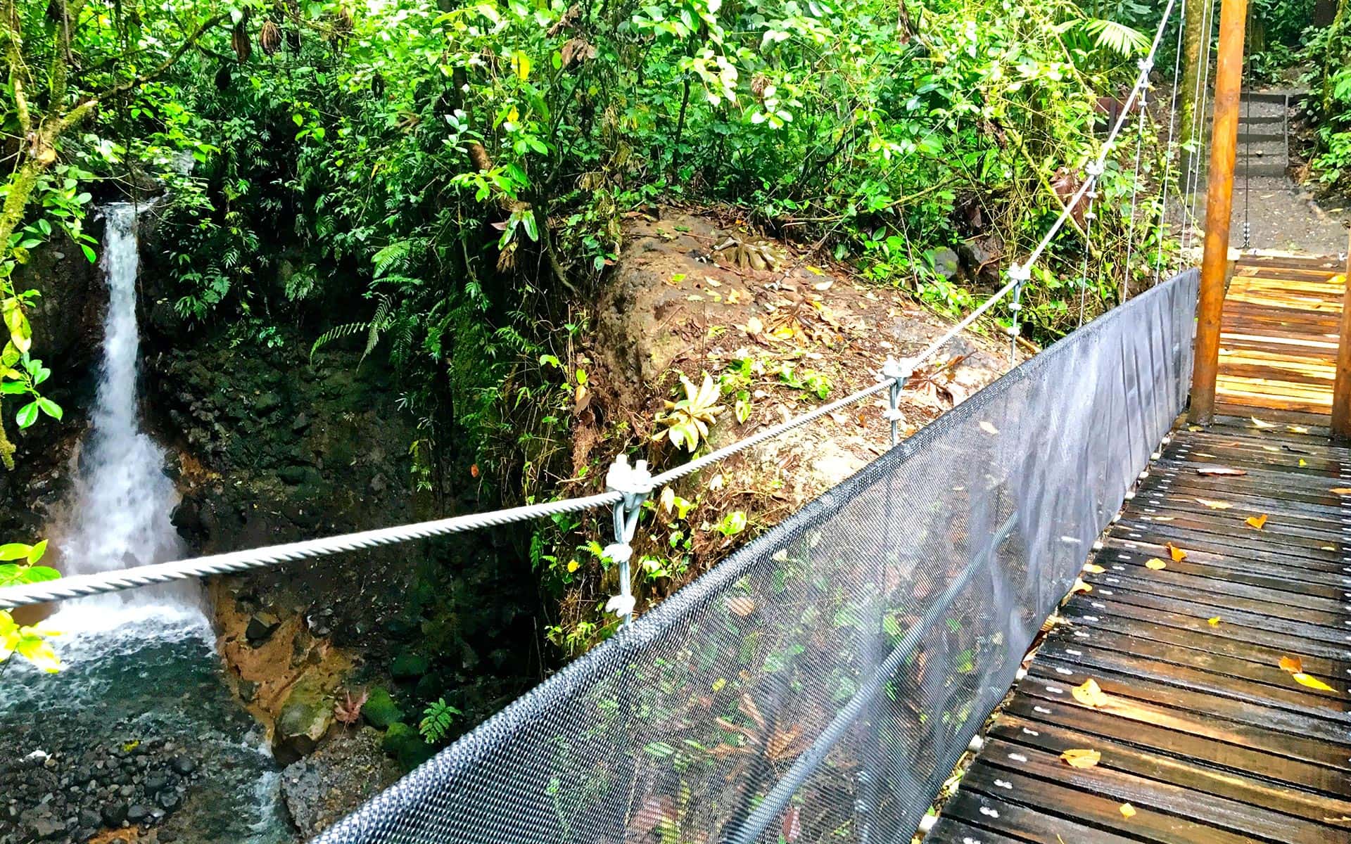 Heliconias Rain Forest & Hanging Bridges