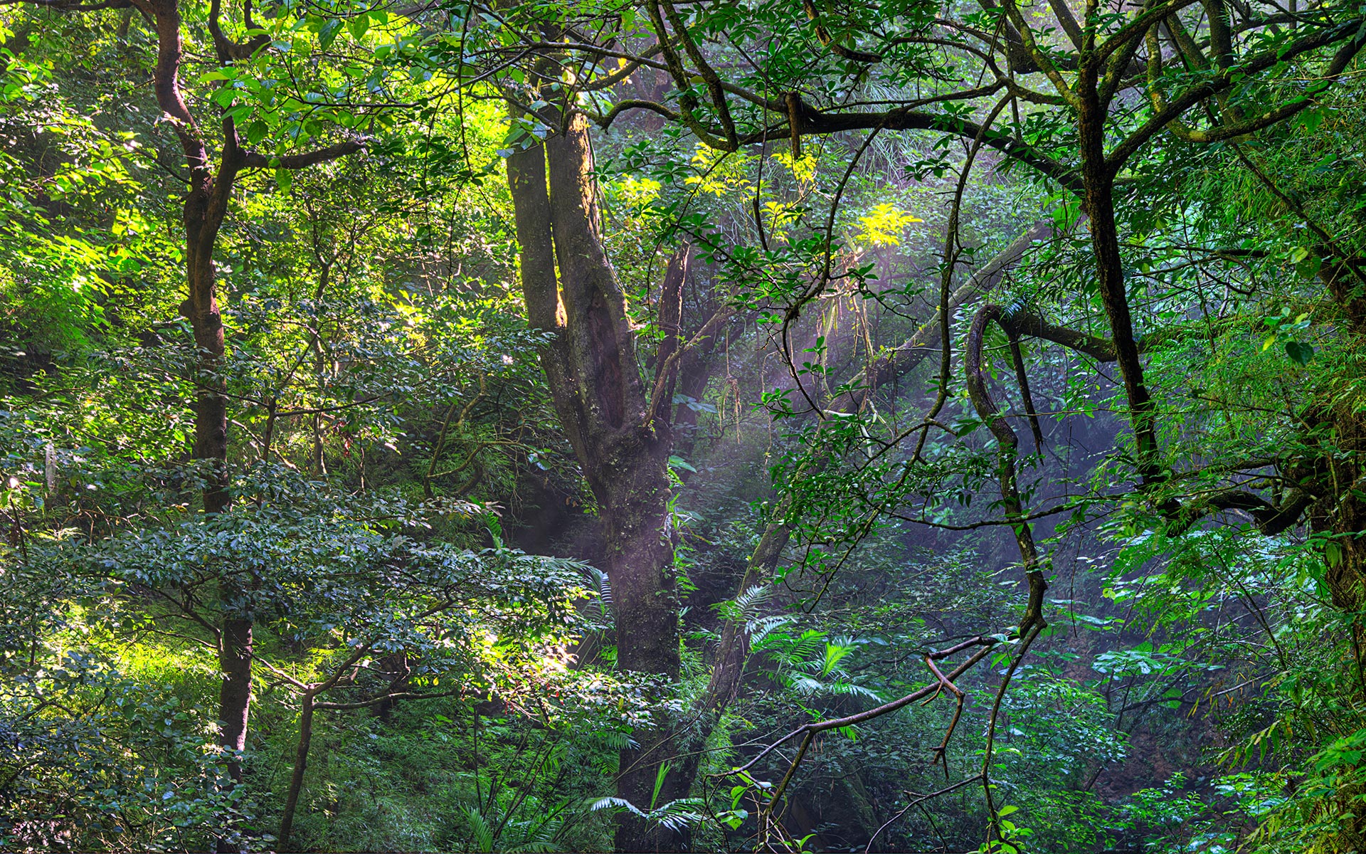 Hike to La Cangreja Waterfall in Rincón de la Vieja National Park