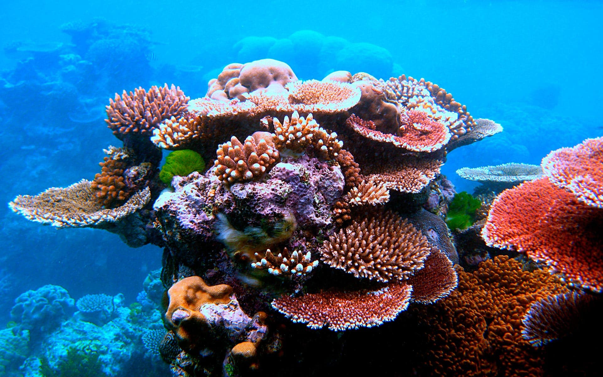 Snorkeling in Guanacaste