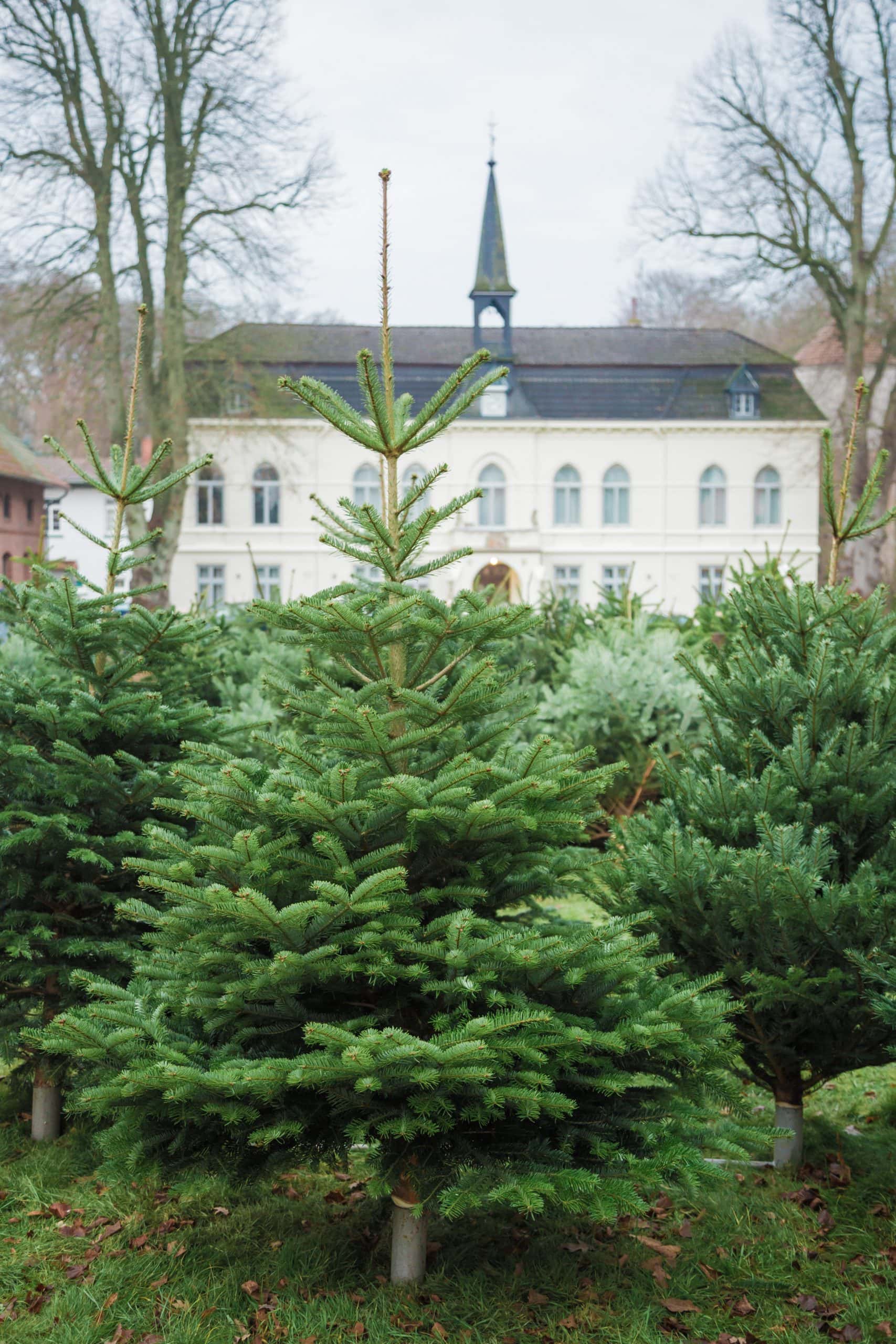 Gut_Loy_Weihnachtsbaumverkauf_01