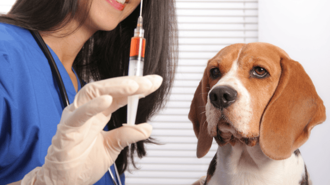 Rabies Vaccination