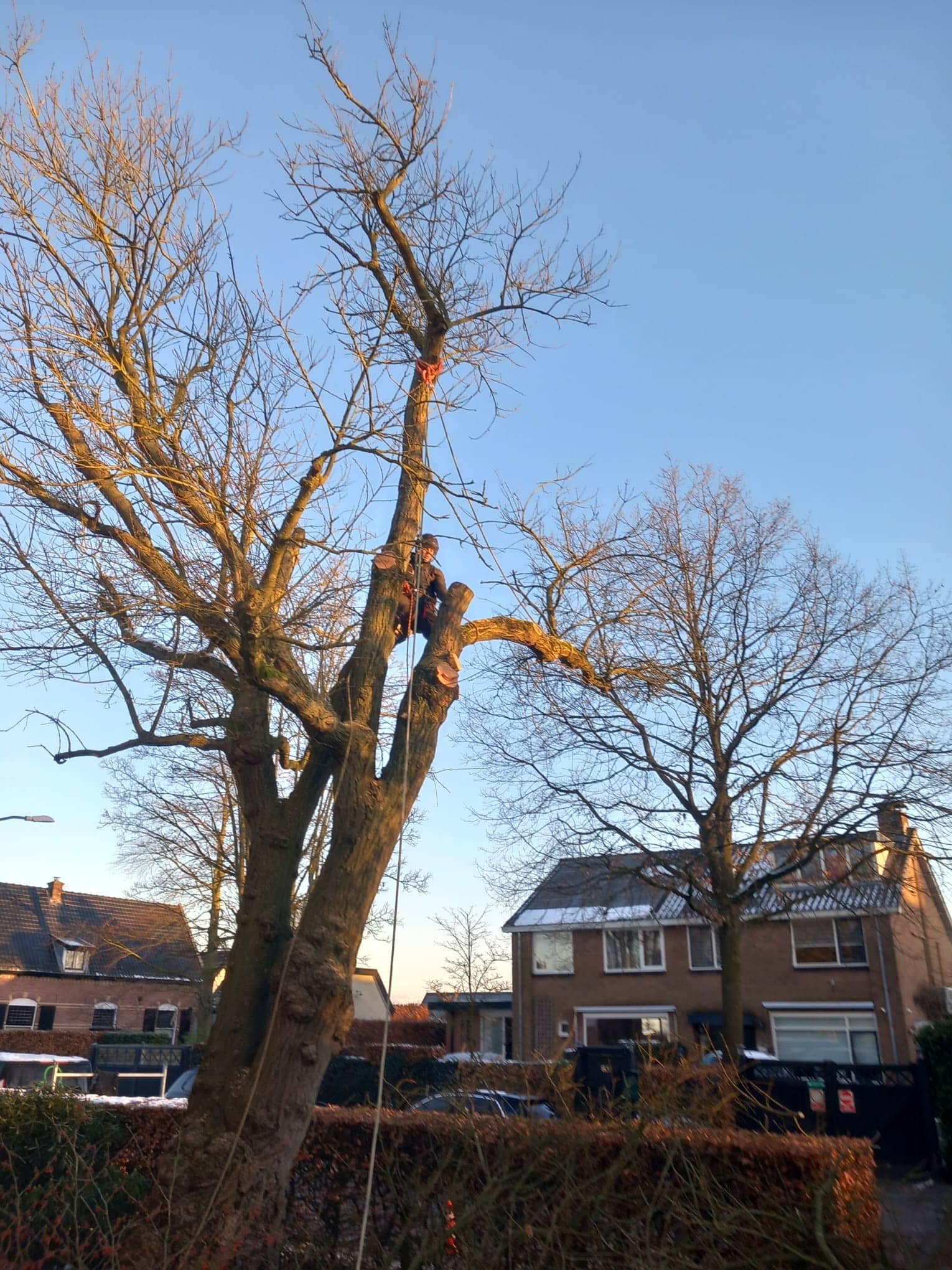 De voordelen van het verplanten van bomen: behoud uw waardevolle groen