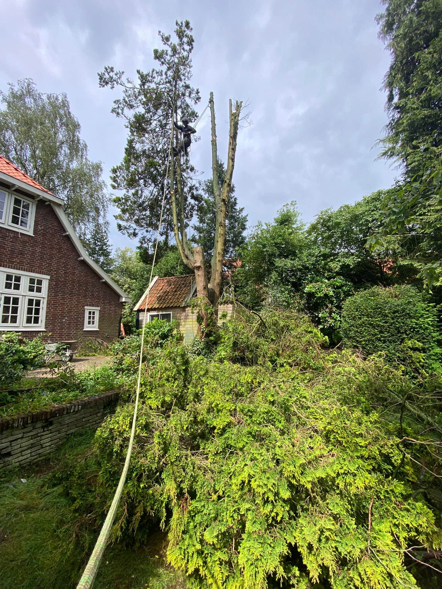 Waarom regelmatig snoeien essentieel is voor de gezondheid van uw bomen