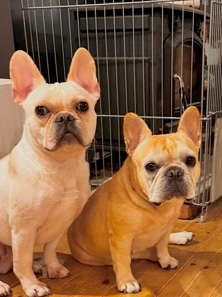 店主と暮らす二匹の保護犬のフレンチブルドッグ