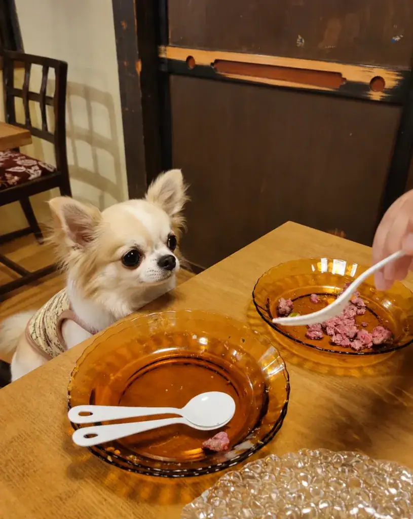 店内の食卓で鹿肉を待つ愛犬
