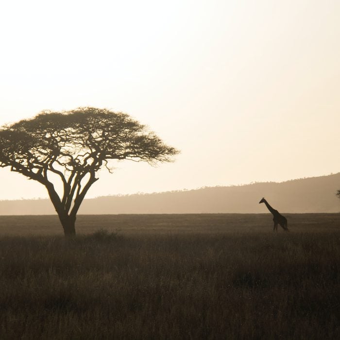 Serengeti National Park safari Tanzania